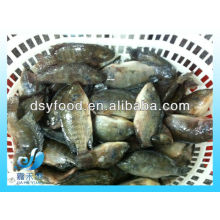 FROZEN BLACK TILAPIA FISH WHOLE ROUND IQF IWP